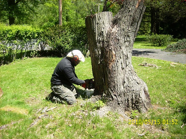 tree removal service