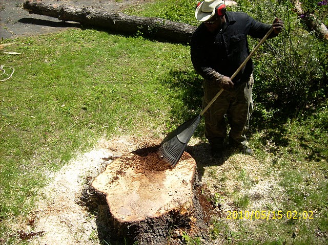 tree removal service