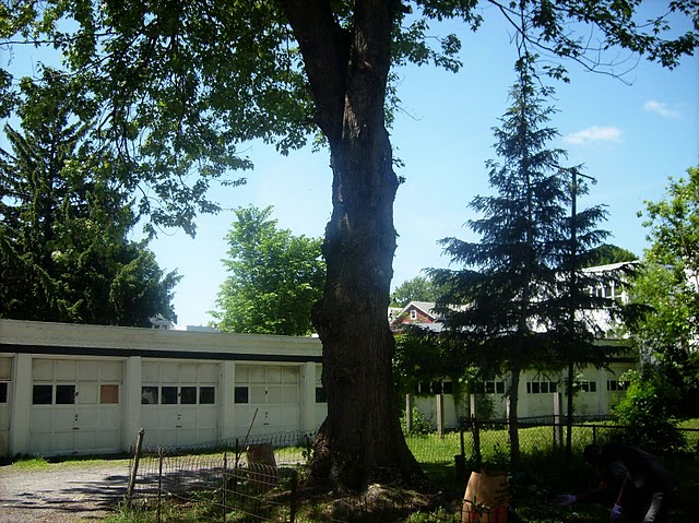 tree removal service