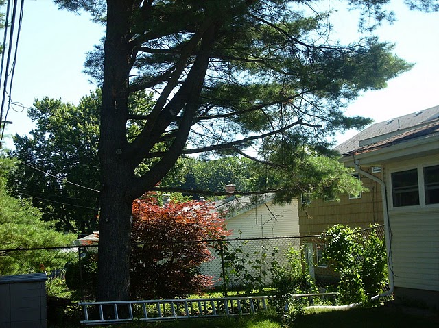 tree removal service