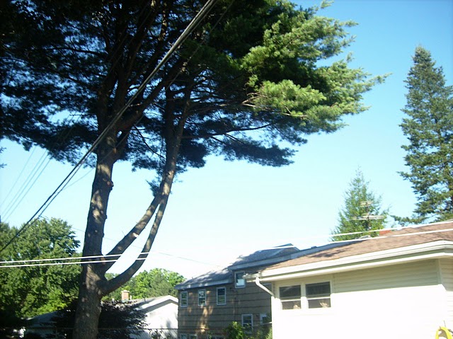 tree removal service