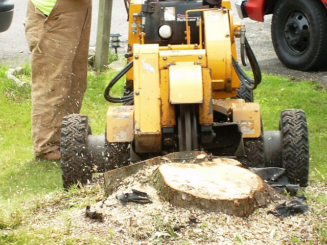 tree removal service