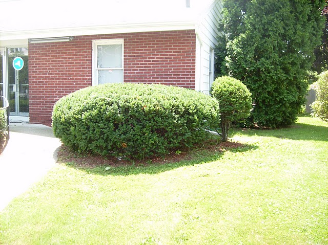 tree removal service