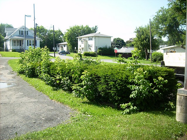 tree removal service