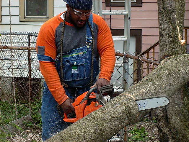 tree removal service