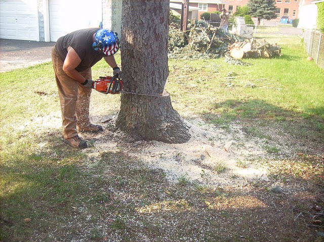 tree removal service