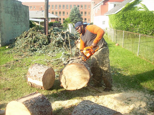 tree removal service