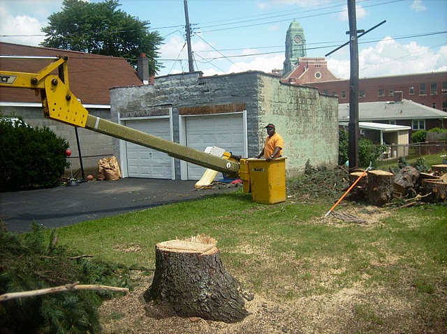 tree removal service