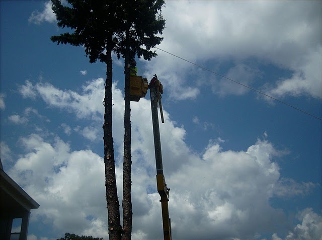tree removal service