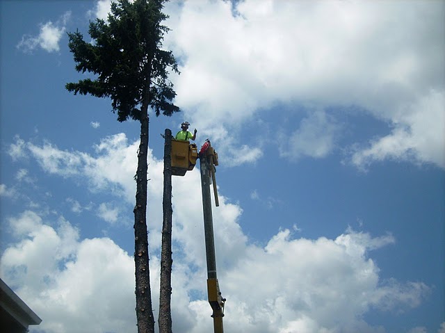 tree removal service