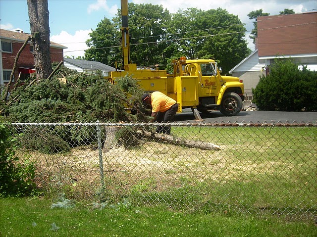 tree removal service