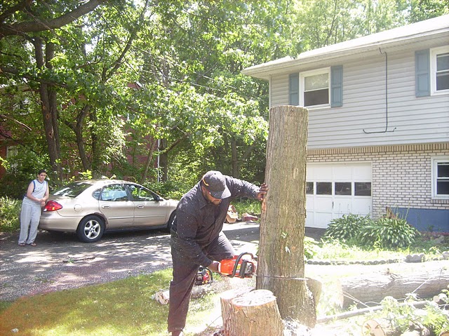 tree removal service