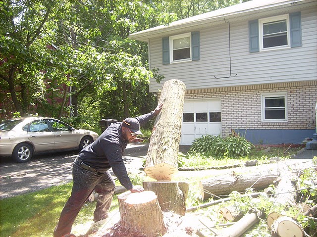 tree removal service