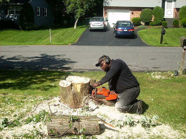 tree removal service