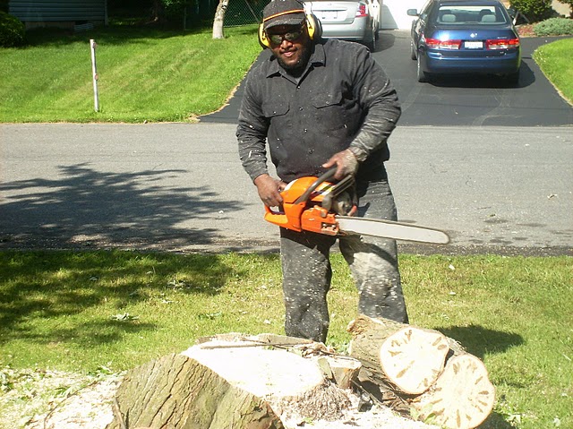 tree removal service