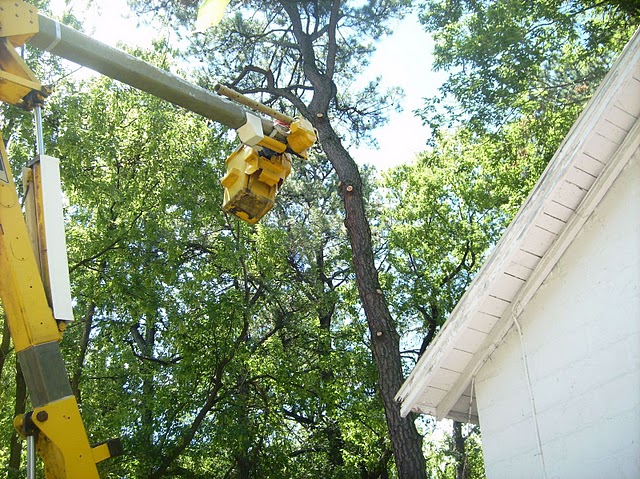 tree removal service
