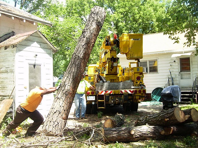 tree removal service