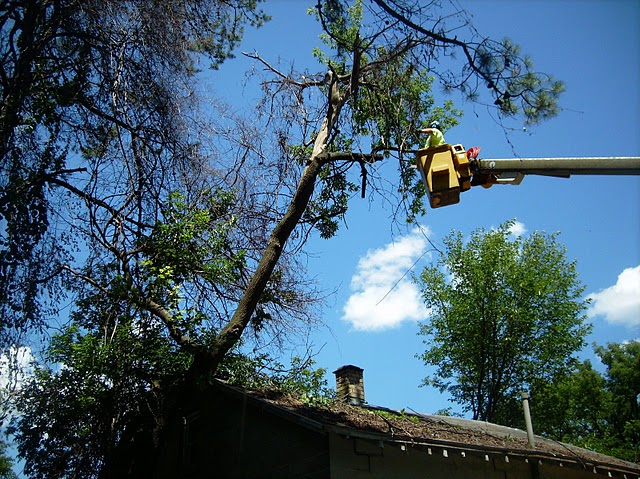 tree removal service