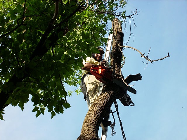 tree removal service
