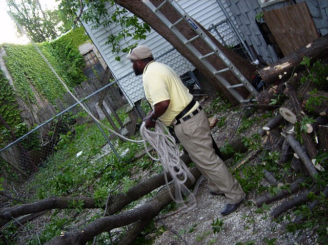 tree removal service