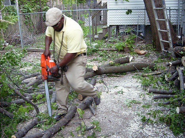 tree removal service