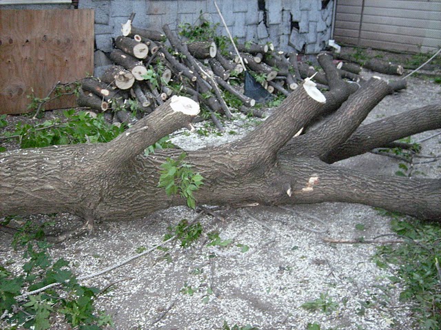 tree removal service