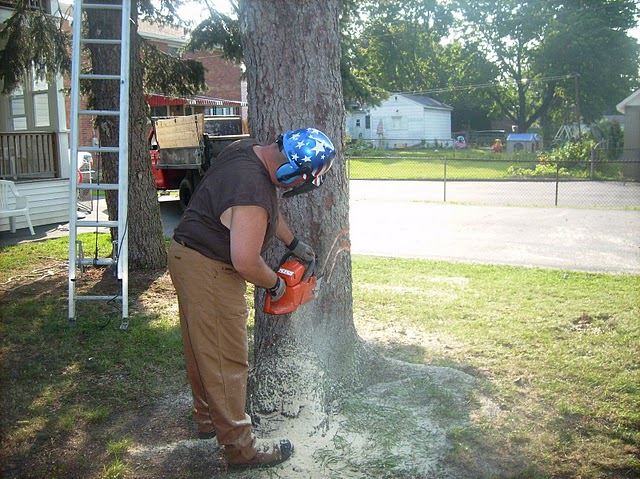 tree removal service